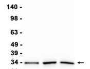 Phospho-CDK2 (Thr14) Recombinant antibody
